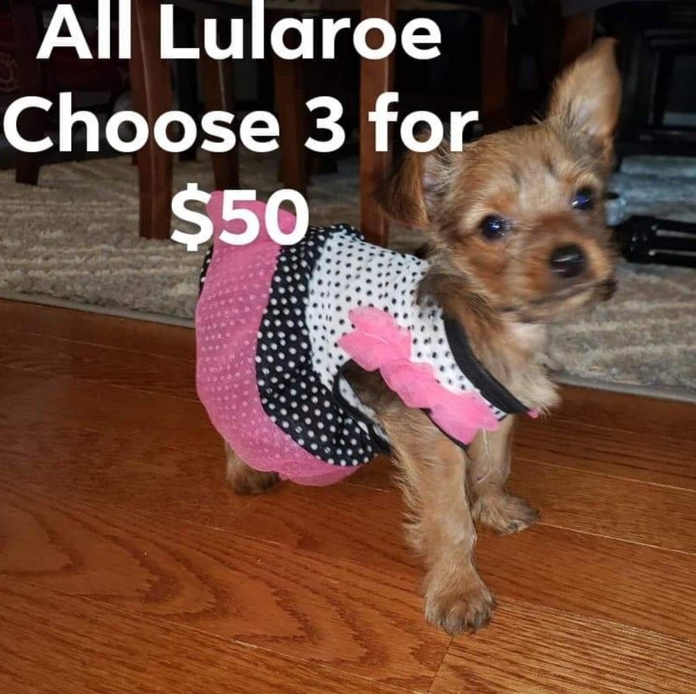 All Lularoe on Sale
